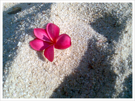 Flower on the Sand
